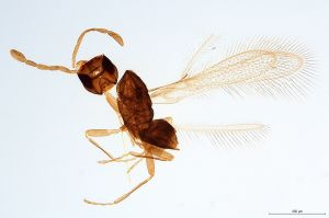 Th435-0 silesicus.jpg