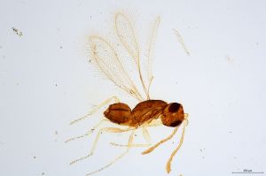 Th1052-0 longicornis.jpg