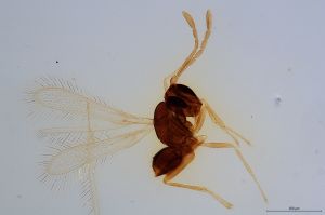 Th1054-0 silesicus.jpg