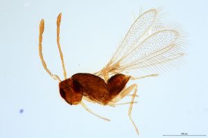 Th1065-0 silesicus.jpg