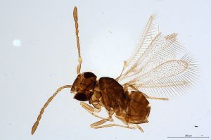 Th463-0 calvescens Ptype.jpg