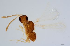 Th464-0 calvescens Ptype.jpg