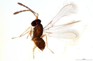 Th465-0 silesicus.jpg