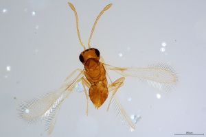 Th468-0 silesicus.jpg