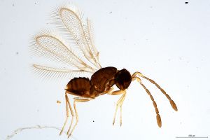 Th469-0 silesicus.jpg