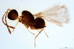 Th470-0 silesicus.jpg