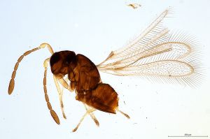 Th471-0 silesicus.jpg