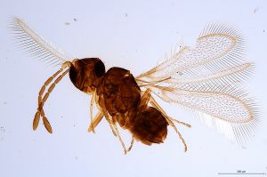 Th472-0 silesicus.jpg