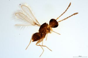 Th473-0 silesicus.jpg