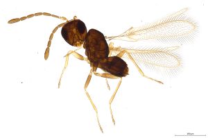 Th487-0 silesicus.jpg