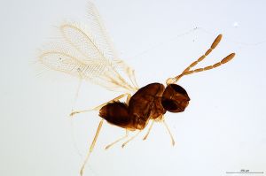 Th508-0 silesicus.jpg