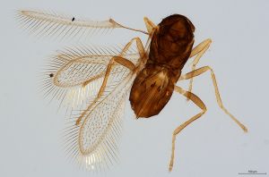 Th569-0 silesicus.jpg