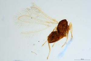 Th570-0 silesicus.jpg