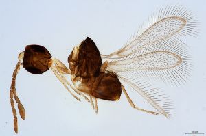 Th571-0 silesicus.jpg