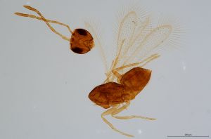 Th649-0 silesicus.jpg