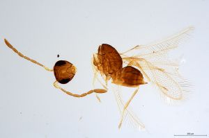 Th864-0 silesicus.jpg