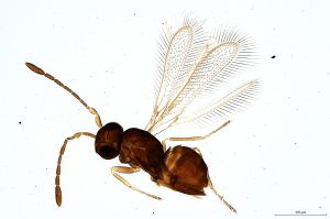 Th902-0 silesicus.jpg