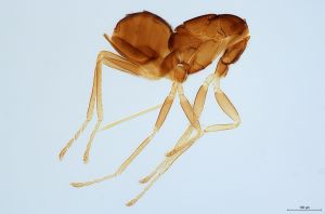 Th3151-0 silesicus.jpg