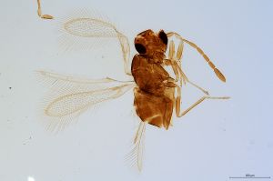 Th1485-0 silesicus.jpg