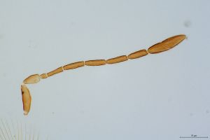 Th1485-0-1 silesicus.jpg