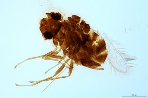 Th2867-0 silesicus.jpg