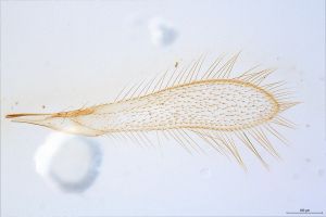 Th2867-0-1 luna 0-0.jpg