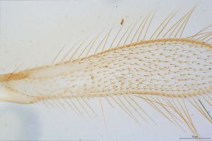 Th2867-0-2 luna 0-0.jpg