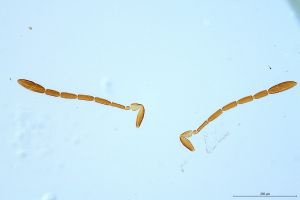 Th2867-0-3 silesicus.jpg