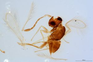 Th2947-0 silesicus.jpg