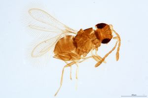 Th2949-0 silesicus.jpg