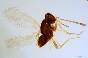 Th1171-0  silesicus.jpg