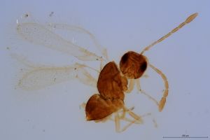 Th1188-0 silesicus.jpg