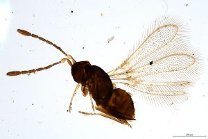 Th1272-0 silesicus.jpg