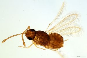 Th1307-0 silesicus.jpg