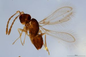 Th1440-0  silesicus.jpg