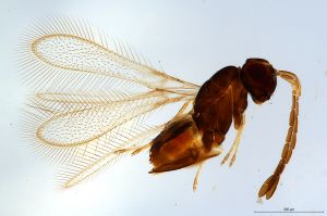 Th1486-0 silesicus.jpg