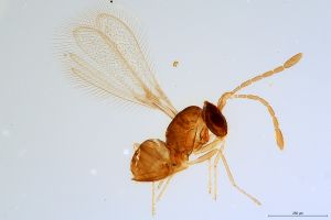 Th2387-0 silesicus.jpg