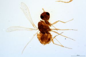 Th2427-0 silesicus.jpg