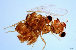 Th2428-0 silesicus.jpg