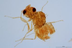 Th2429-0 silesicus.jpg