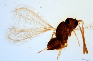 Th2431-0 silesicus.jpg