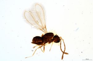 Th2432-0 silesicus.jpg