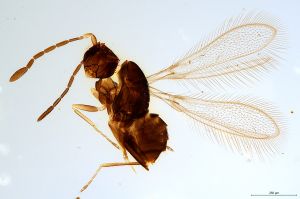 Th2433-0 silesicus.jpg