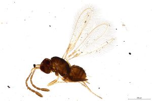 Th2435-0 silesicus.jpg