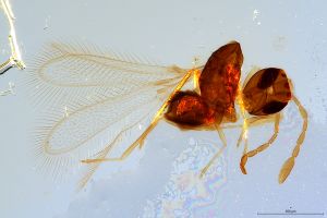 Th2437-0 silesicus.jpg