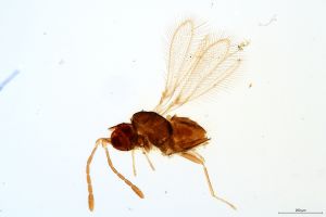 Th2439-0 silesicus.jpg