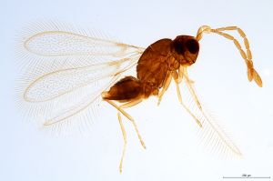 Th2448-0 silesicus.jpg