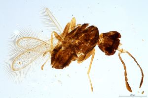 Th2454-0 silesicus.jpg