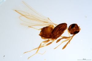 Th2479-0 silesicus.jpg