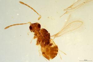 Th2750-0 sp. nr. silesicus.jpg